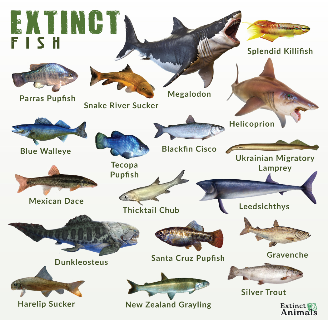 List of Extinct Fish With Pictures